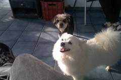 12993498_549234968587812_8251065947231065196_n 12993498_549234968587812_8251065947231065196_n