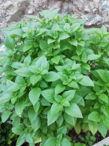 basil