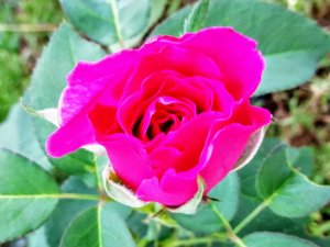 rose_tinted_july